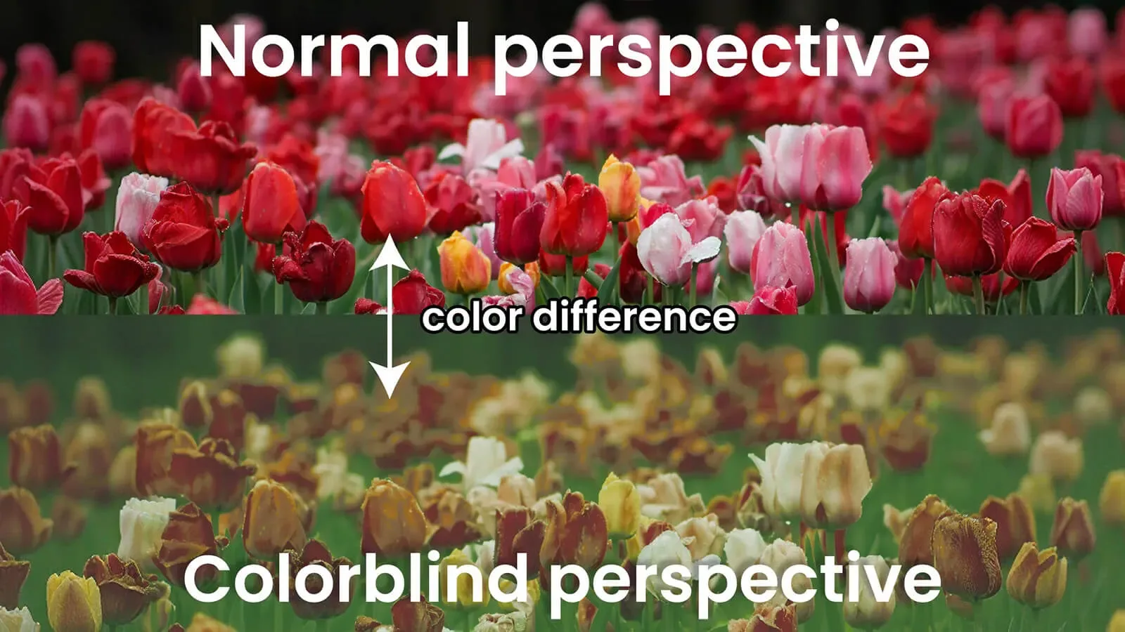 Colour Vision Deficiency — CVD, also known as colour blindness