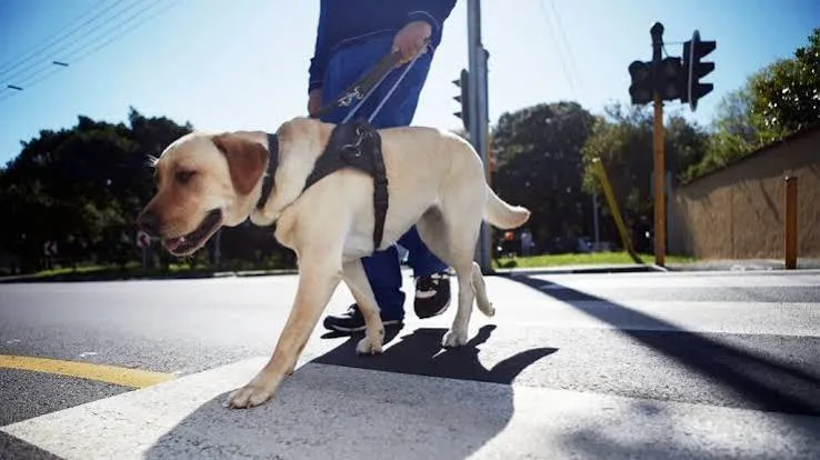 How Orientation and Mobility Training Turns Routes Into Confidence