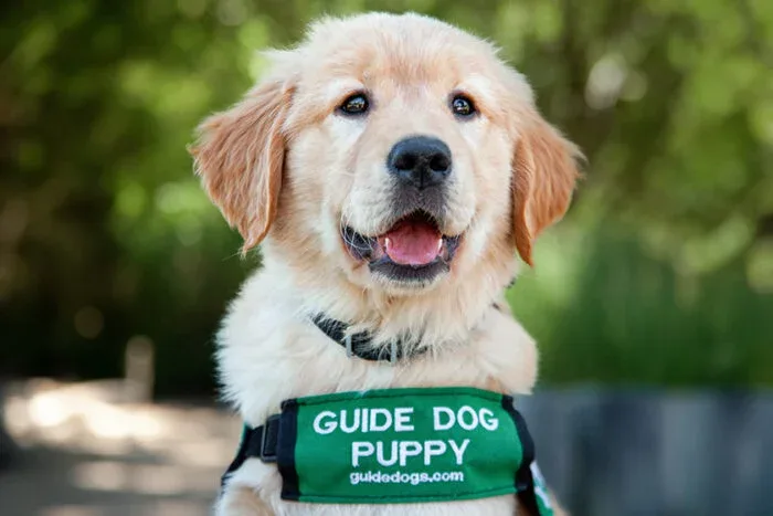 How to Compare Adult Guide Dog Programs Before You Apply