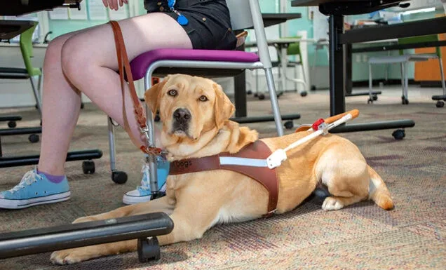 How to Compare Adult Guide Dog Programs Before You Apply
