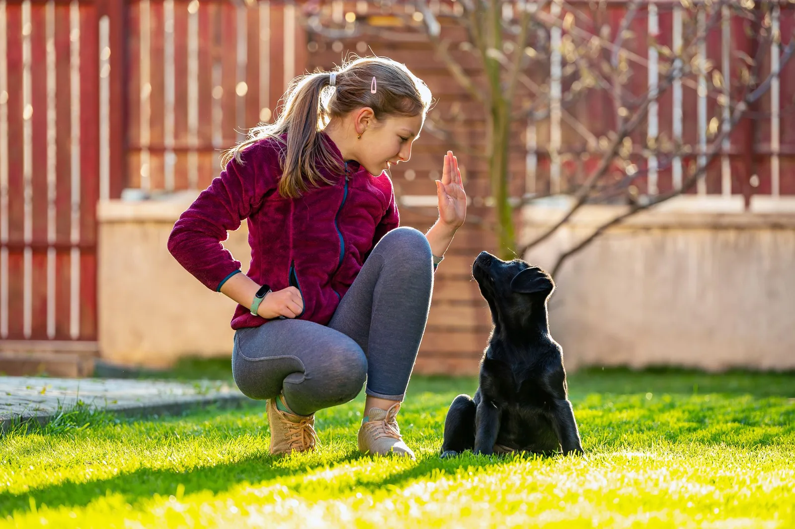 How to Compare Guide Dog Programs for Children and Teens