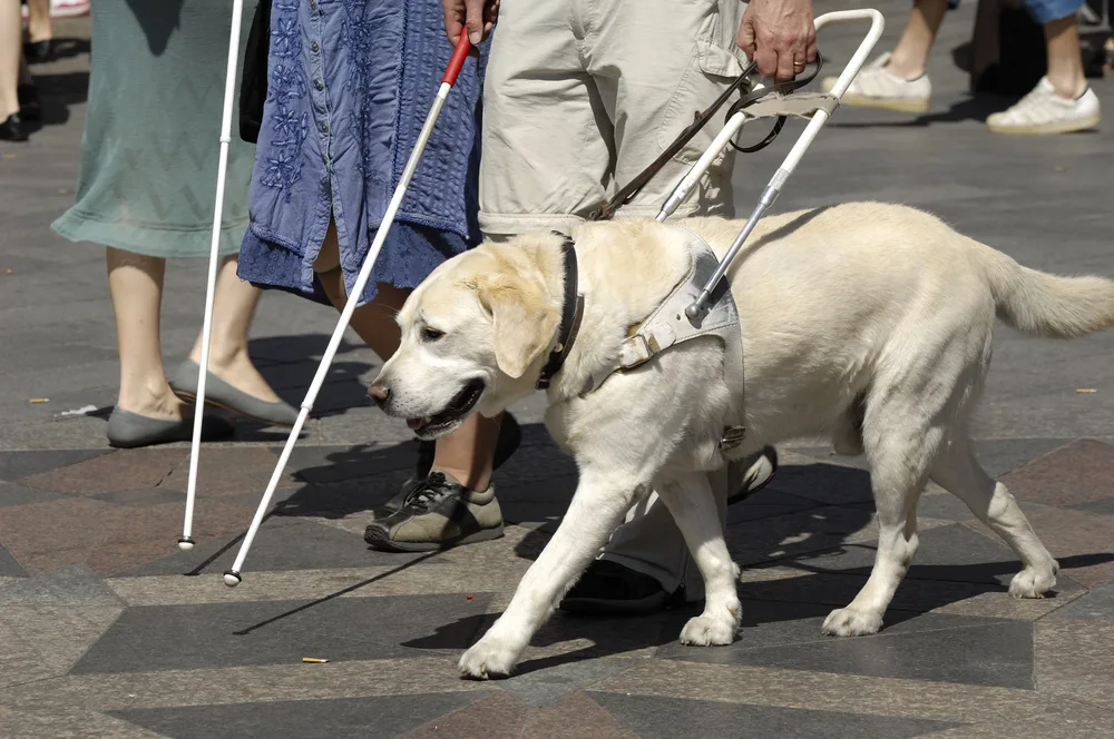 How to Walk With a Human Guide Safely and Comfortably
